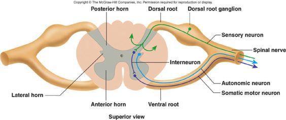 timulation A dorsal root ganglion (or spinal ganglion) (also known as a posterior root ganglion), is a cluster of nerve cell