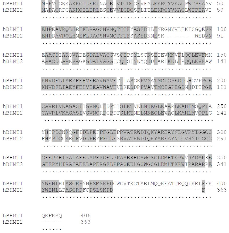 Figure 1-4 Sequence alignment of human BHMT1 and BHMT2. Conserved amino acids sequences are shaded in grey.