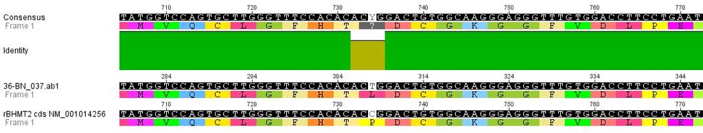 Figure 3-13 Sequence analysis of recombinant BHMT2. A discrepancy at 734 base was identified, which cause a substitution in translated amino acid from proline to leucine.