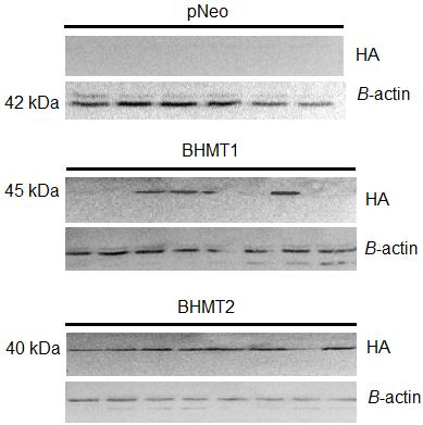 Figure 3-14 Immunoblot of expressed N-terminally tagged HA- BHMT1 and HA-BHMT2.