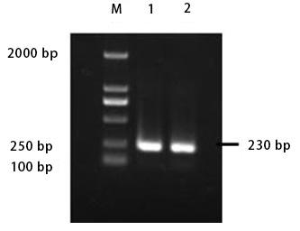 B. Yuan et al. 9758 U6 to reduce experimental error. Fluorescent quantitative PCR enabled detection of the levels of 2 mirnas in 9 different tissues.