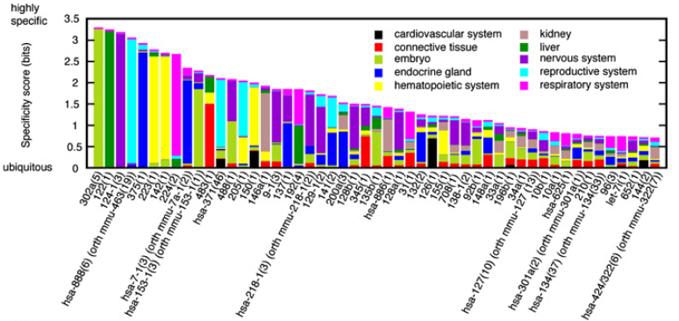 Most micrornas are not tissue-specific Examples of tissue-specific micrornas: