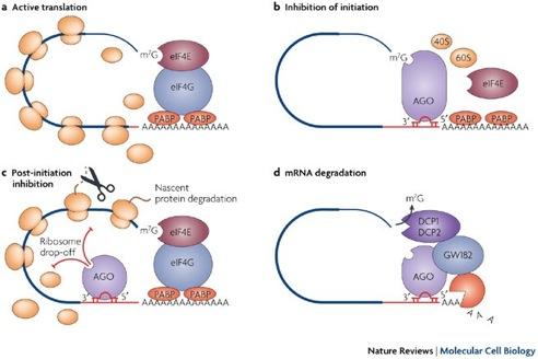MicroRNAs are incorporated in RNA-induced silencing complex (RISC) and direct RISC to target mrnas RISC is also used by sirnas Argonaute proteins are the major