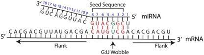 MicroRNAs typically target 3 untranslated region of mrnas The seed sequence of a