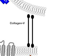 Cellular Sublocalization of Non-HLA Antigens Dragun et al.