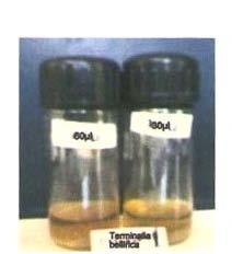 Terminalia bellerica extract showed strong activity against all the strains of Streptococcus mutans and S. sobrinus strain S14 with the zone of inhibition of 8 mm to 14 mm (Table 4 & Fig 2).