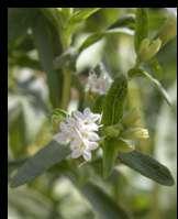 Improve yields of Stevia