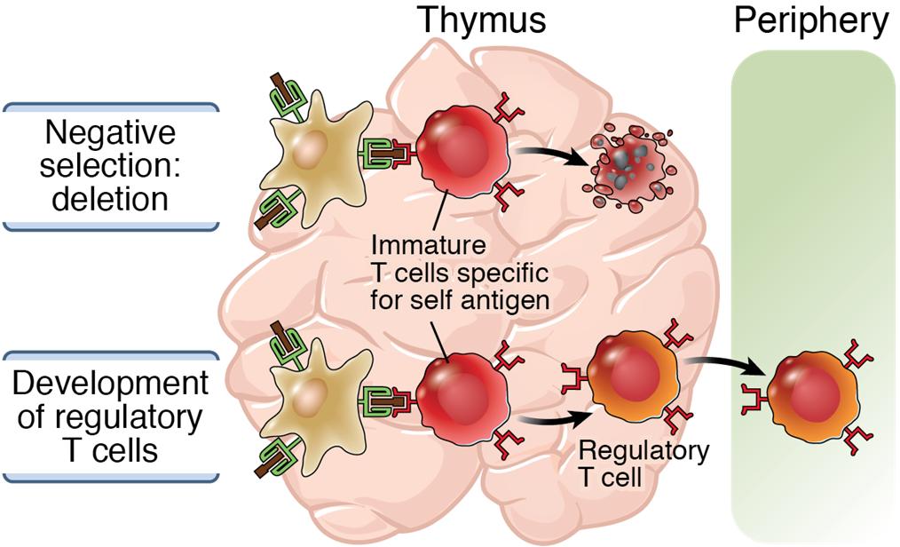 change their specificity (called receptor editing ) Some T cells may differentiate