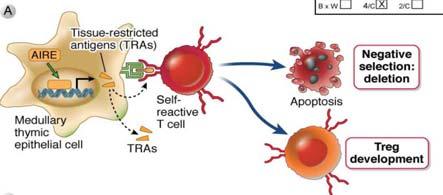Deletion of self-reactive T cells in the thymus: how are self antigens expressed in the
