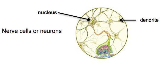 A tiny electrical pulse generates when a neuron is stimulated by heat, cold, touch, sound, or vibrations.