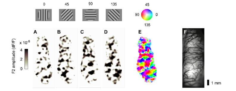 Voltage-Sensitive Dye Imaging Benucci A., Frazor, R. A., and Carandini M.