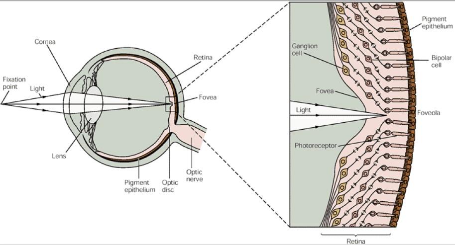The Retina is Part of