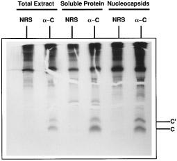 EFFECT OF VSV P GENE PROTEINS ON VIRAL TRANSCRIPTION 337 FIG. 1. Immunoprecipitation analysis of VSV-infected cell extracts with normal rabbit serum (NRS) and anti-c serum.