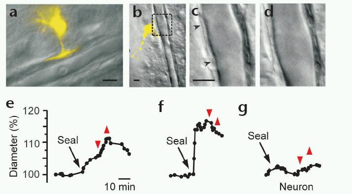 Direct electrical stimulation of astrocyte relaxes arteriolar smooth