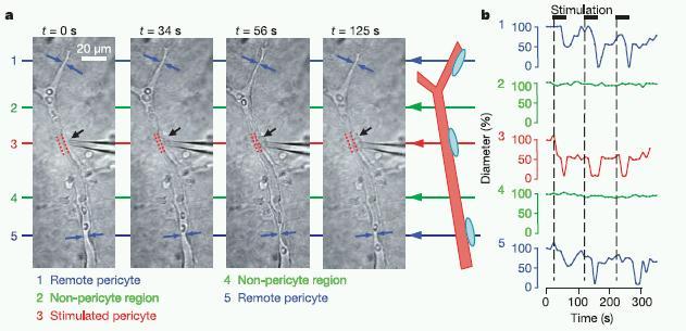 Propagation of contractile waves between pericytes along a