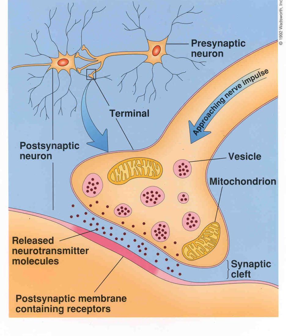 Neuroplasticity Cellular Plasticity Number of nerve connections Dramatically