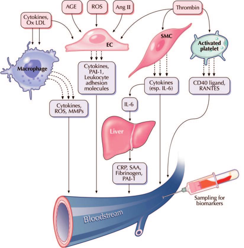 Atherosclerosis and Biomarkers of Cardiovascular Risk Review Fig. 4.
