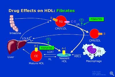 Mechanisms by which fibrates correct dyslipidemia: - transcriptional induction of synthesis of the major HDL apolipoproteins (apoa-i and apoa-ii II,