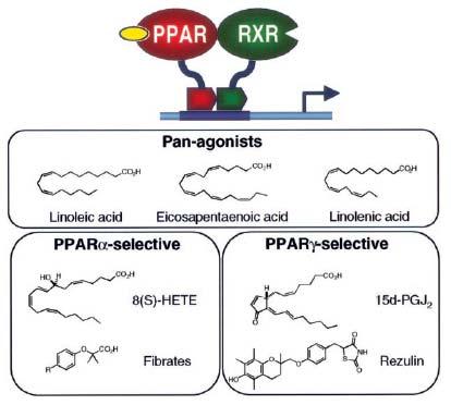 PPAR, PPAR, PPAR - Lipid-activated transcription factors - Regulate: * lipid metabolism * glucose