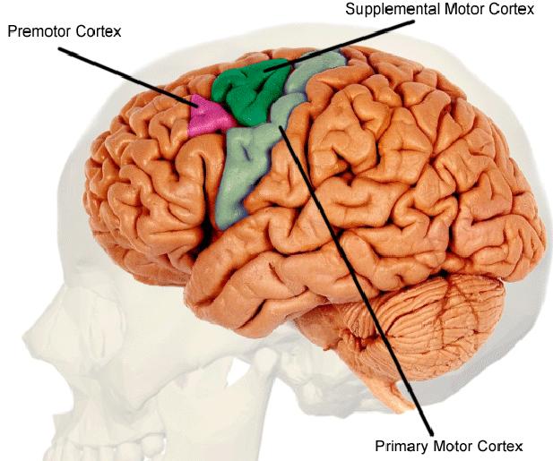 Motor cortex The main motor cortical area is located on the anterior wall of the central sulcus and the adjacent portion of the