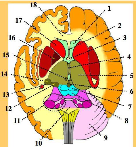 1 - lateral ventricle, ant horn 2 - septum pellucidum 3 - fornix 4 - massa intermedia 5 - thalamus 6 - pineal body 7 - superior colliculus 8 - inferior colliculus 9 - cerebellar hemisphere 10 -