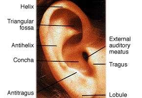 Pinna/Auricle - aids in sound localization - boosts acoustic pressure -
