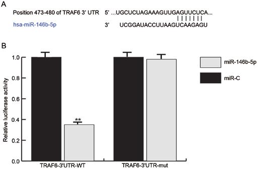 (B) Analysis of mir 146b 5p expression in THP 1 cells, which were first stimulated with PMA (100 nm) to induce them to differentiate into macrophages and then treated with oxldl at the indicated