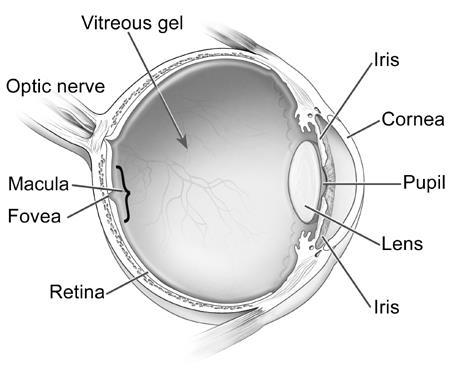 Structure f the Eye Outer layer: Sclera: Crnea: Middle layer: Pupil: Iris: Cilary bdy: Chrid: Inner layer: Lens: Aqueus humr: Vitreus humr: Retina Rds: receptrs fr Cnes:
