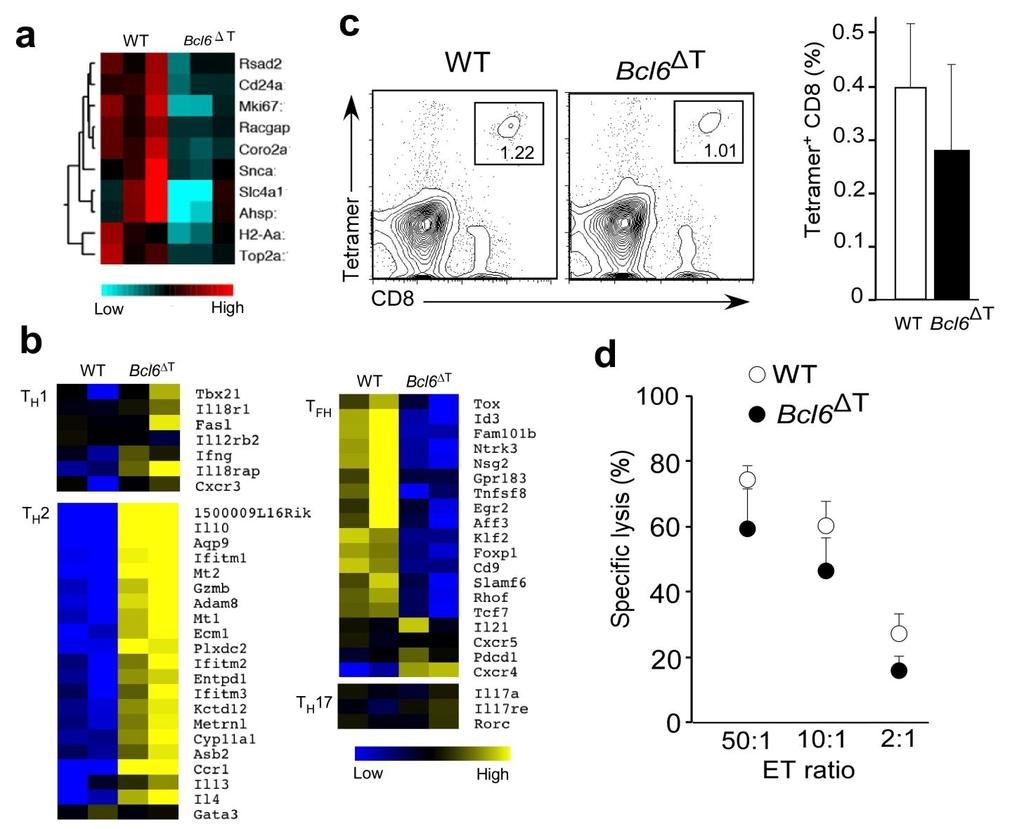 Supplementary Figure 1 Gene expression profile of CD4 + T cells and CTL responses in Bcl6-deficient mice.
