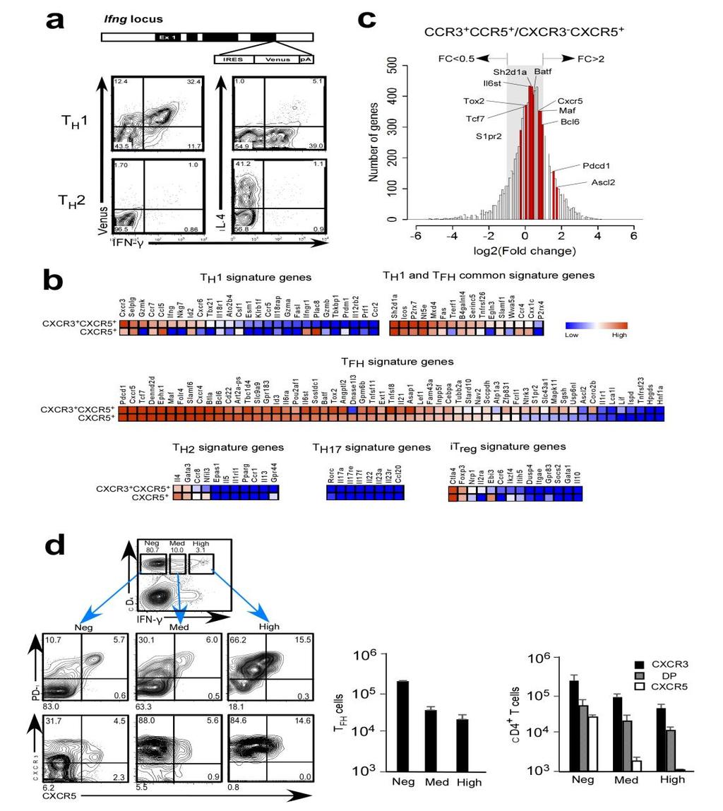 Supplementary Figure 4 Gene signature of CXCR3 + CXCR5 + T FH cells and the expression of CXCR3 and CXCR5 in IFN- + cells (a) Construction map of the Venus-targeted Ifng locus (Top).