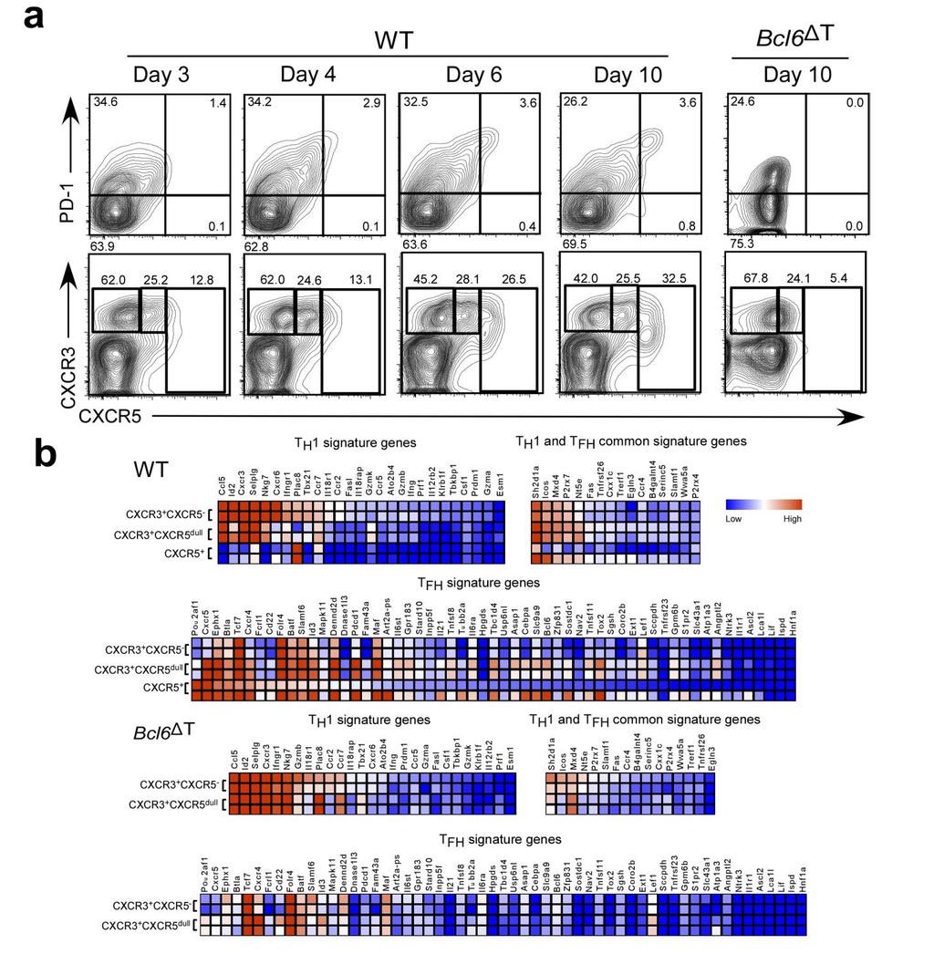 Supplementary Figure 5 Gene signature of CXCR3 + CXCR5 + T cell population (a) Flow cytometry analysis of PD-1 and CXCR5 expression (top) and CXCR3 and CXCR5 expression (bottom) by CD4 + T cells at