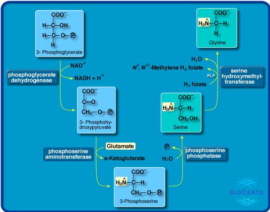 glycolysis Synthesis of serine and glycine The figure is from
