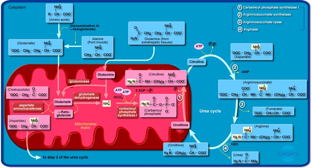 Detoxification of ammonia in the liver The figure is from