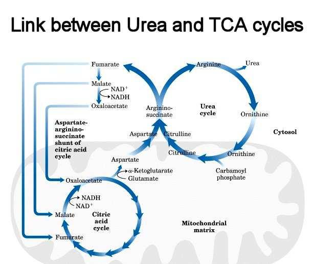 Interconnection of the urea cycle with the citrate cycle The figure is from http://courses.
