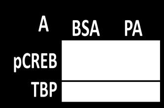 pcreb protein fold change 5 4 3 2 1 0 BSA *** PA B IPAF mrna fold change 6 5 4 3 2 1 0 ctrl 6hr *** C FI 6hr Figure 4.