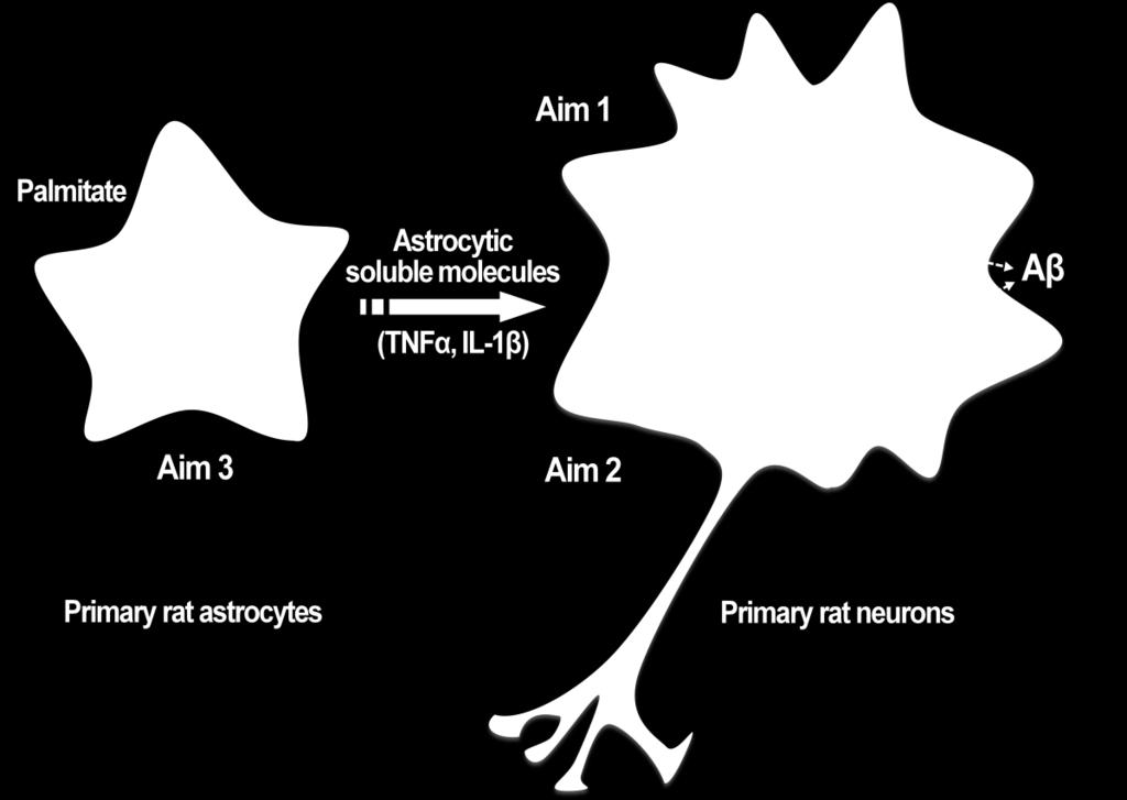 Figure 5.1 Schematic representation of the mechanisms of palmitate induced amyloidogenesis in AD mediated by astrocytes.