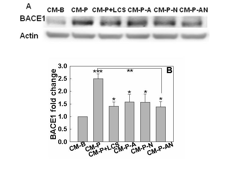 Figure 2.7 Effect of inhibiting SMase on the BACE1 level in neurons upon CM treatment.