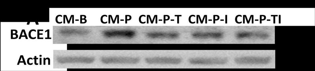 BACE1 fold change 3.0 2.5 2.0 1.5 1.0 0.5 0.0 *** CM-B CM-P CM-P+LCS CM-P-T CM-P-I CM-P-TI Figure 2.8 Neutralizing TNFα and IL-1β decrease BACE1 in neurons.