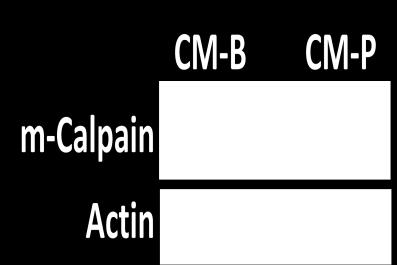 0 CM-B *** CM-P A m-calpain protein