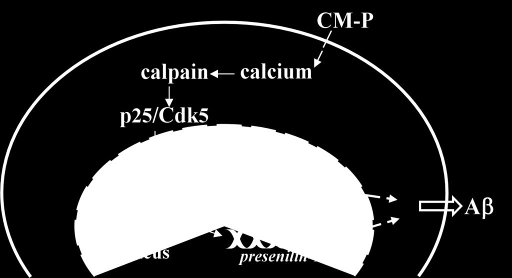 Figure 3.9 Scheme of neuronal responses upon CM-P treatment. CM-P elevates calcium level in primary neurons.