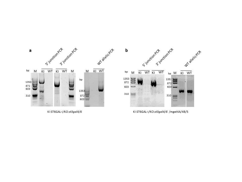 Supplementary Figure 9 Analysis of targeted KI of ST6Gal-I by junction PCR.