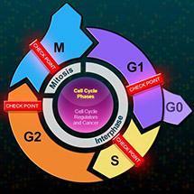 THE CELL CYCLE Interphase G1- gap phase 1- cell grows and develops S- DNA synthesis phase- cell replicates each chromosome G2- gap phase 2- cell prepares for cell division and duplicates organelles