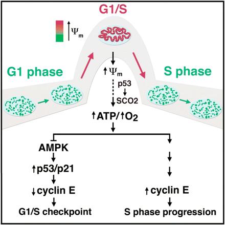 G1/S CHECKPOINT Checks for: DNA Damage Sufficient Resources If check point is passed the cell can: Proceed to S phase CDK-cyclin D and E present If the cell does not pass: Apoptosis- cell death G 0 -