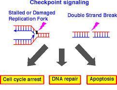 S CHECKPOINT Checks for: Errors in DNA replication If check point is passed the cell can: Proceed to G2 CDK-cyclin A and E