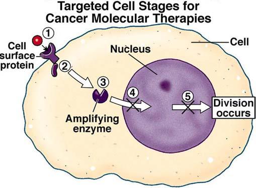 Cancer and Gene Alterations - 1 0 Some Current Research on Cancer Therapies The cancer therapies researched today relate directly to the role of gene activation in the cell cycle.