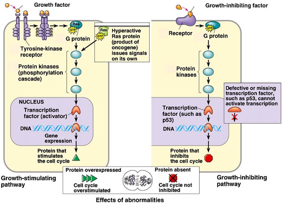 Cancer and Gene Alterations - 6 Role of Tumor Suppressor Genes in Cancer In addition to activating oncogenes, we need to inactivate tumor suppressing genes to trigger the uncontrolled growth