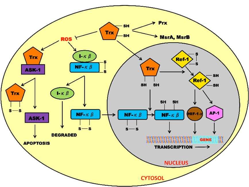 The Interaction Between Redox and Hypoxic Signalling Pathways in the Dynamic Oxygen Environment of Cancer Cells 127 methionine sulfoxide reductase (MSR) [13] that also maintain the cellular oxygen
