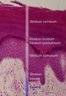 The stratum corneum is the outermost layer of epidermis, consisting of dead cells.