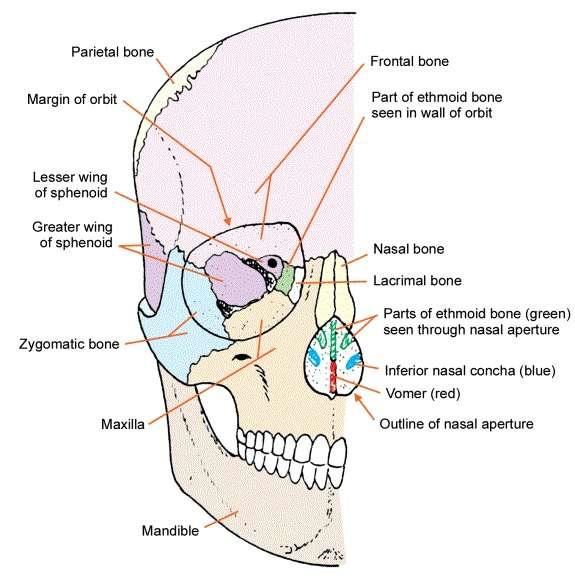 vault bones Frontal Parietals Occiput Temporals Sphenoid Ethmoid The Facial Bones Maxillae