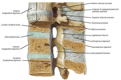 Bones of the vertebral column 7 cervical vertebrae 12 thoracic vertebrae 5 lumbar vertebrae 5 (fused) sacral vertebrae 3 coccygeal vertebrae Bones of the spine The bones of the spine are numbered